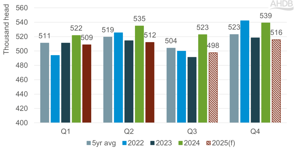 Actual and forecast (f) UK prime cattle slaughter